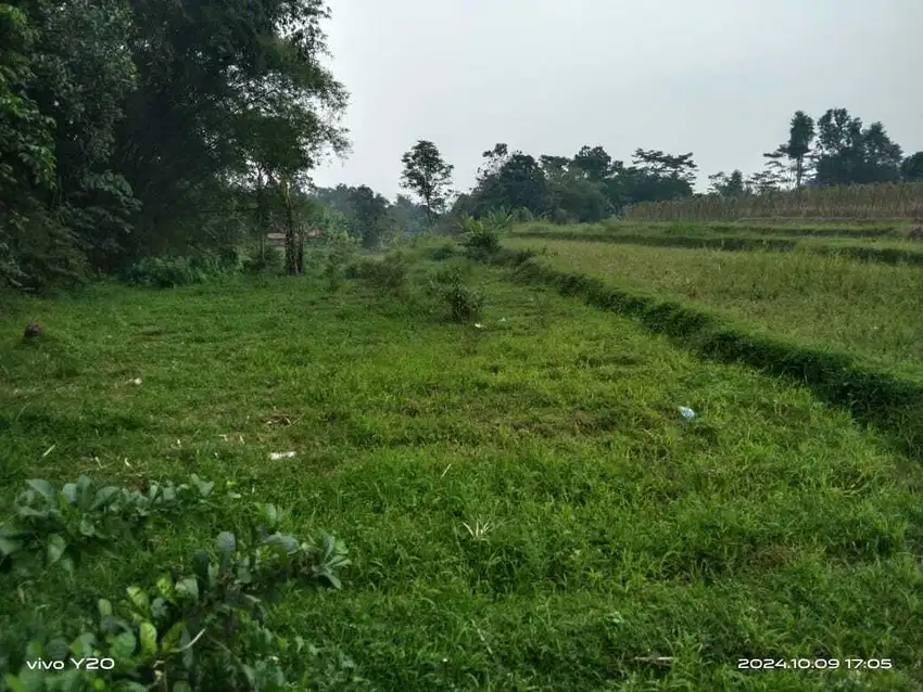 Tanah sawah datar murah meriah