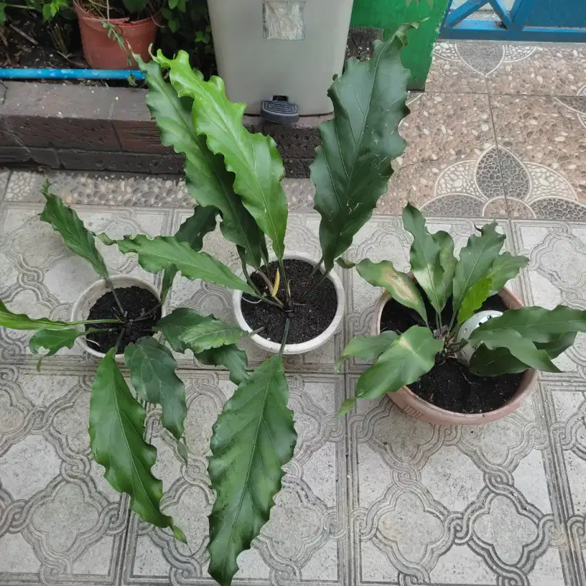 PAKET TANAMAN ANTHURIUM GELOMBANG CINTA