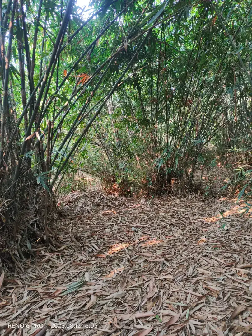 Lahan Kebun Bambu