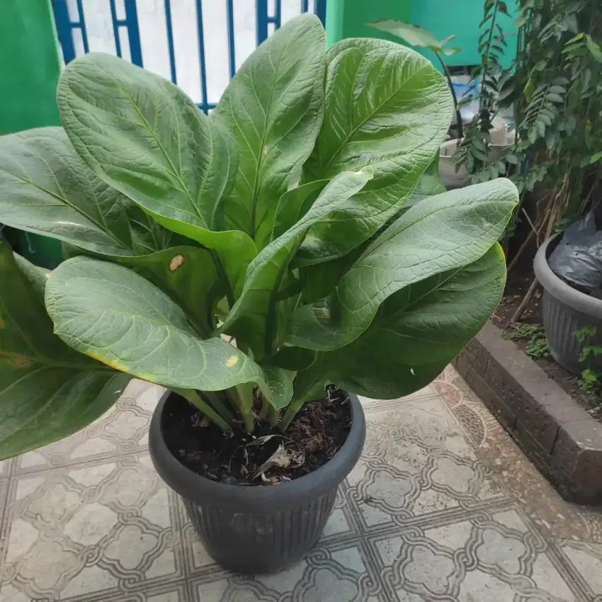 ANTHURIUM JEMANI BIG SIZE SUPER BESAR UMUR LEBIH 13 TAHUN