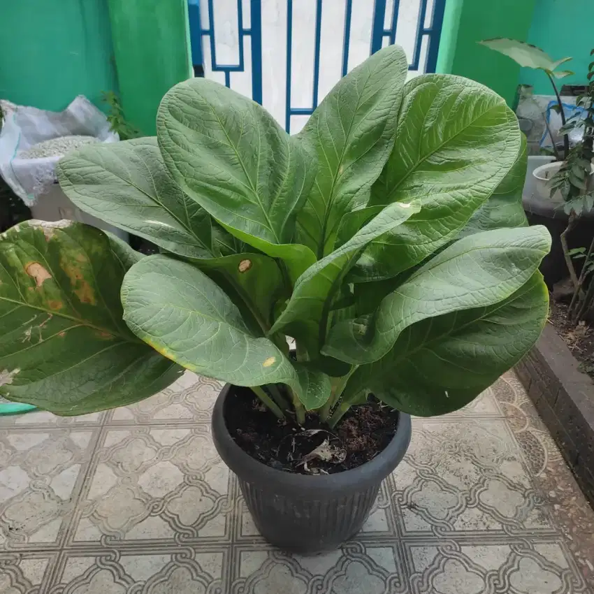 TANAMAN ANTHURIUM JEMANI SUPER. BIG SIZE USIA LEBIH 13 TAHUN