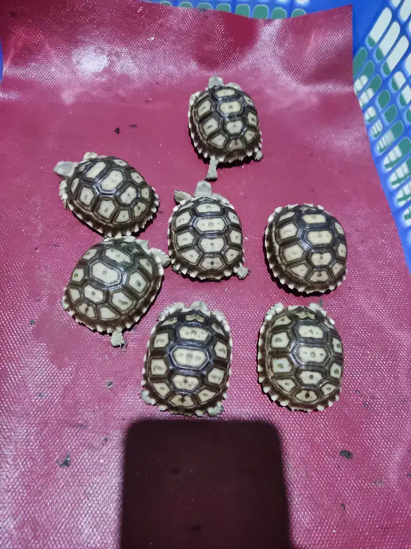 BABY SULCATA 5-6 CM