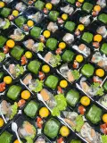 Kurir Catering Harian