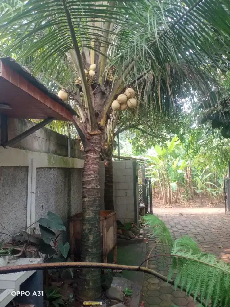 Jual pohon kelapa gading