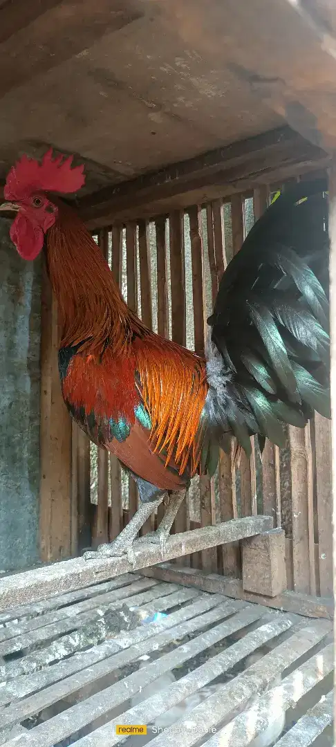 Ayam ketawa durasi sambung