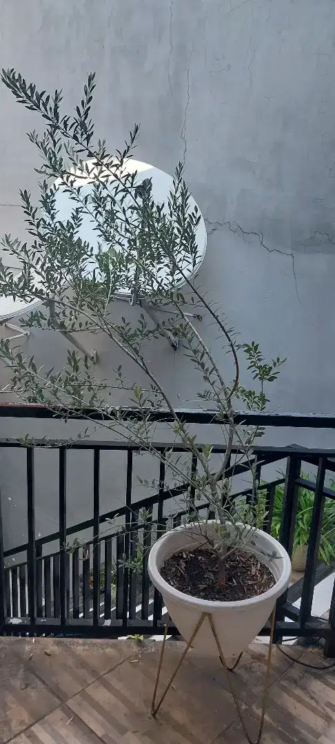 Pohon ZAITUN asli (OLIVE TREE)