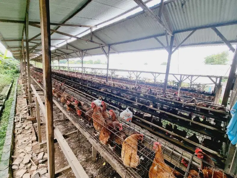 Tanah Plus Tempat Usaha Ayam Aktif Di Polokarto Sukoharjo