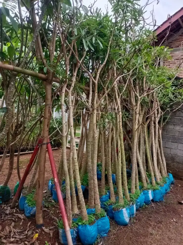 Bibit pohon tabebuya lohansung 3 meter lokasi bandar Lampung