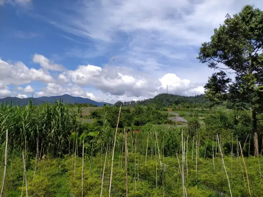 Tanah murah di kawasan kabandungan Sukabumi cocok untuk pertanian