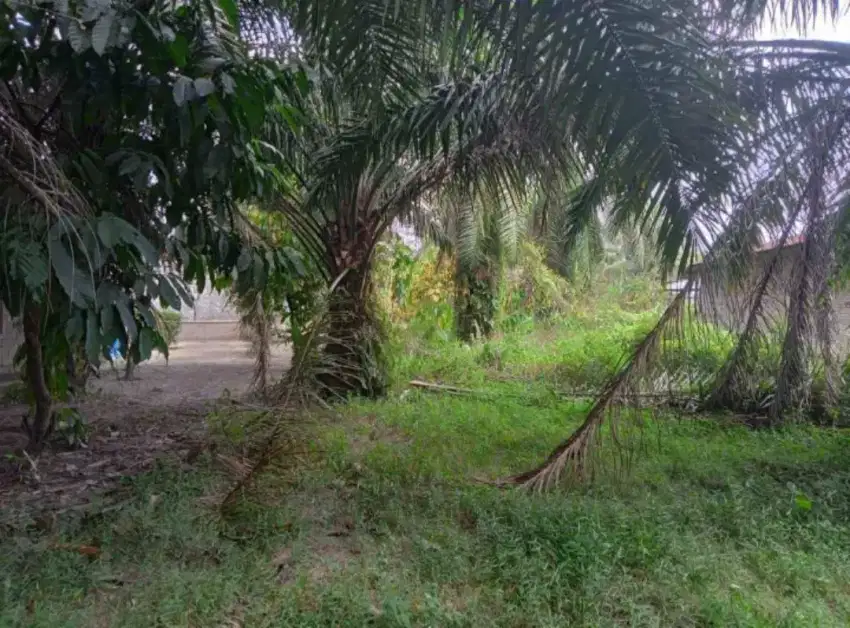 Dijual lahan sawit dan lahan kosong pinggir jalan umum Rp. 230 nego