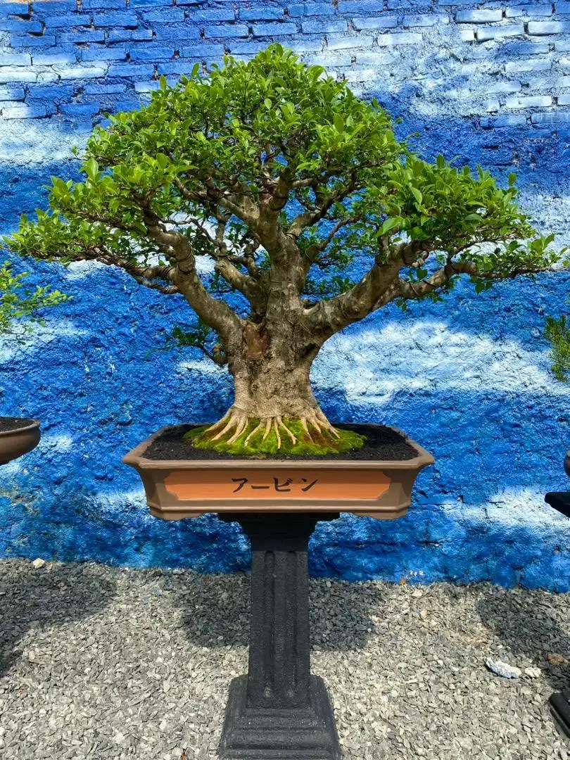 Bonsai Kimeng XXL super besar