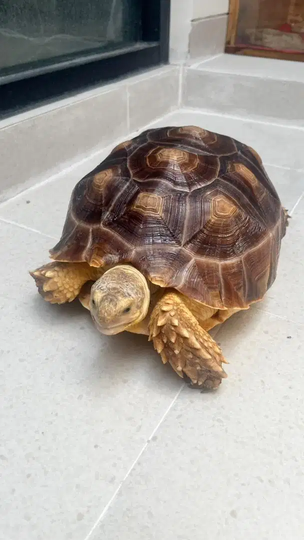 sulcata brazil for sale