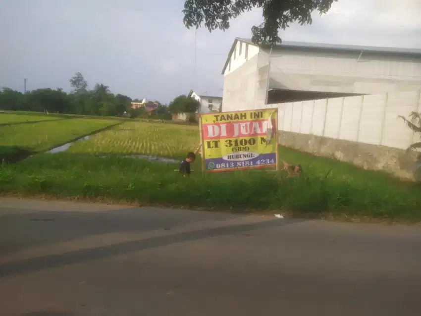 Dijual cepat (BU) tanah sawah aktif dan strategis di kota Majalengka