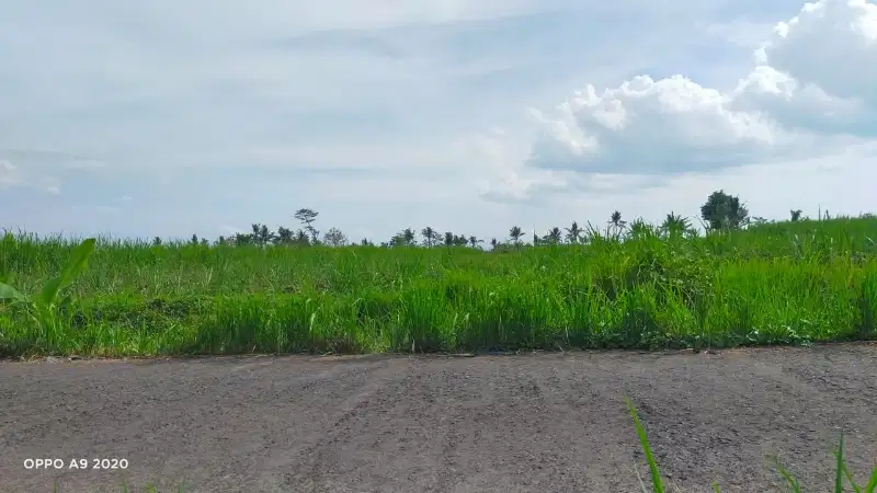 Dijual Murah Tanah Sawah Zona Kuning di Wagir