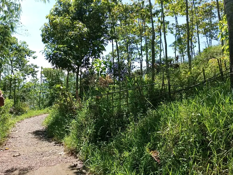 Tanah View Bagus Cocok Untuk Villa Kebun Isi Jabon