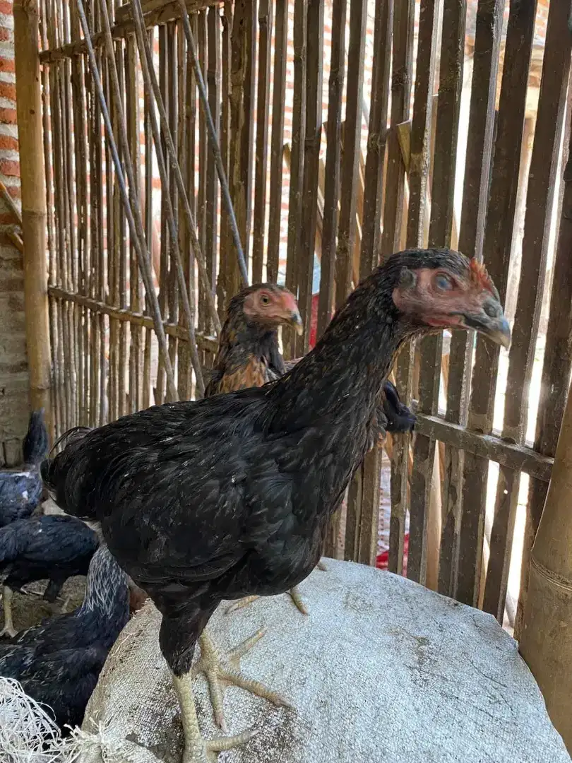 SEDIA PANENAN AYAM KAMPUNG