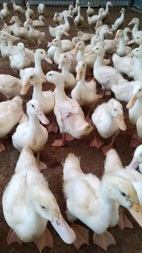 PANENAN BEBEK PEKING HIBRIDA