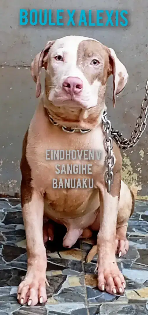 American Pitbull Terrier Remaja