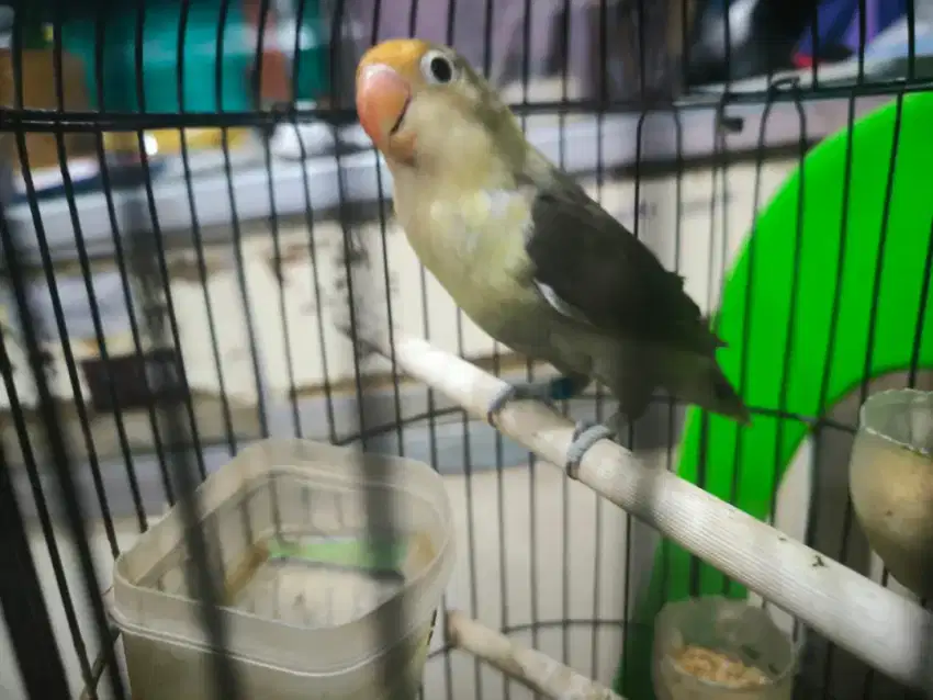 PB mouve Lovebird Betina 6 bulan