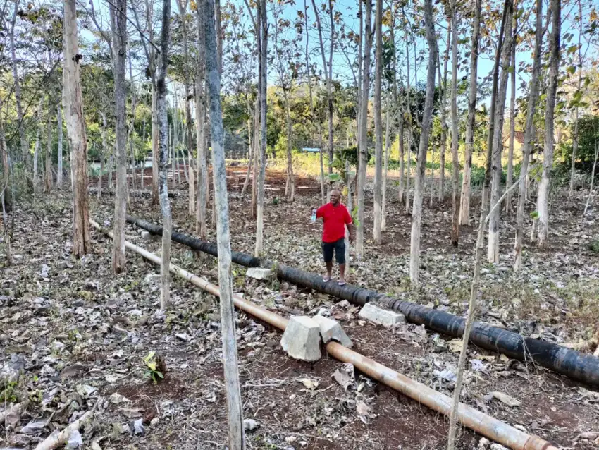 Dijual tanah pekarangan dan pohon jati lokasi pinggir jalan