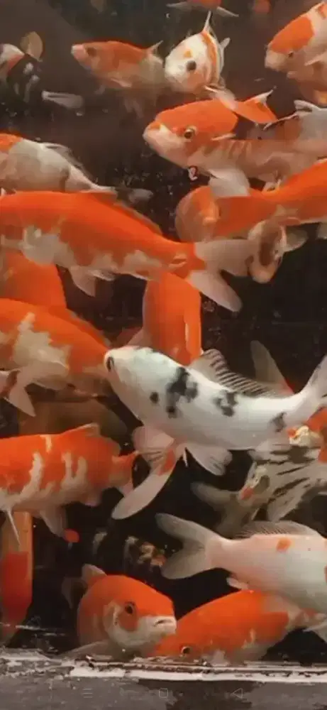 Mau nya di borong kan klo mau ECER juga  ikan  ukaran muai 15 cm 35.cm