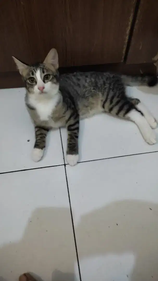 Kucing kitten persia mixdome