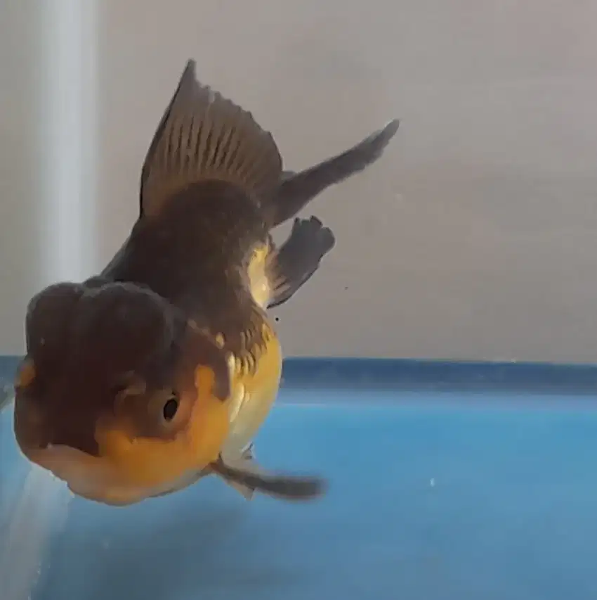 Ikan mas koki oranda black gold berkonde