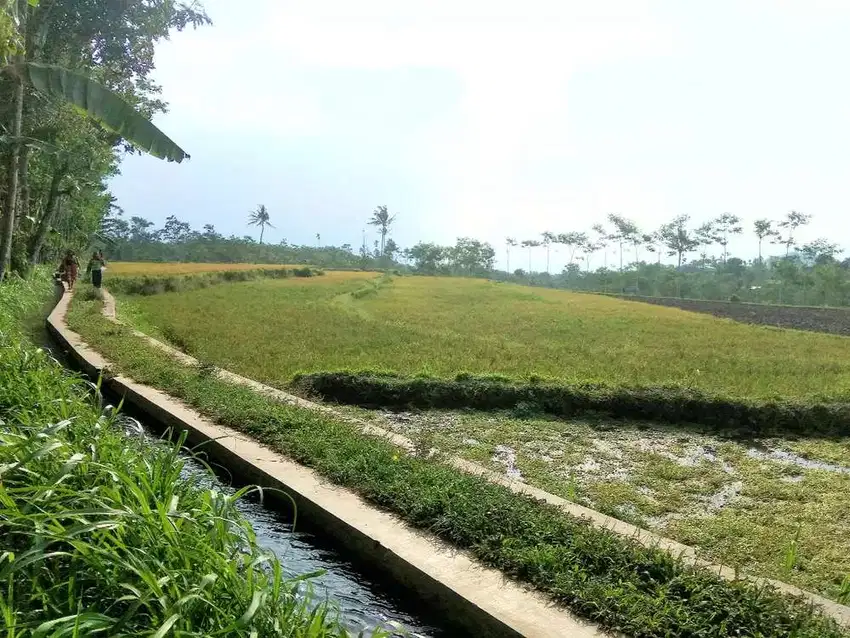 Dijual Sawah irigasi 4,7ha di Bondowoso