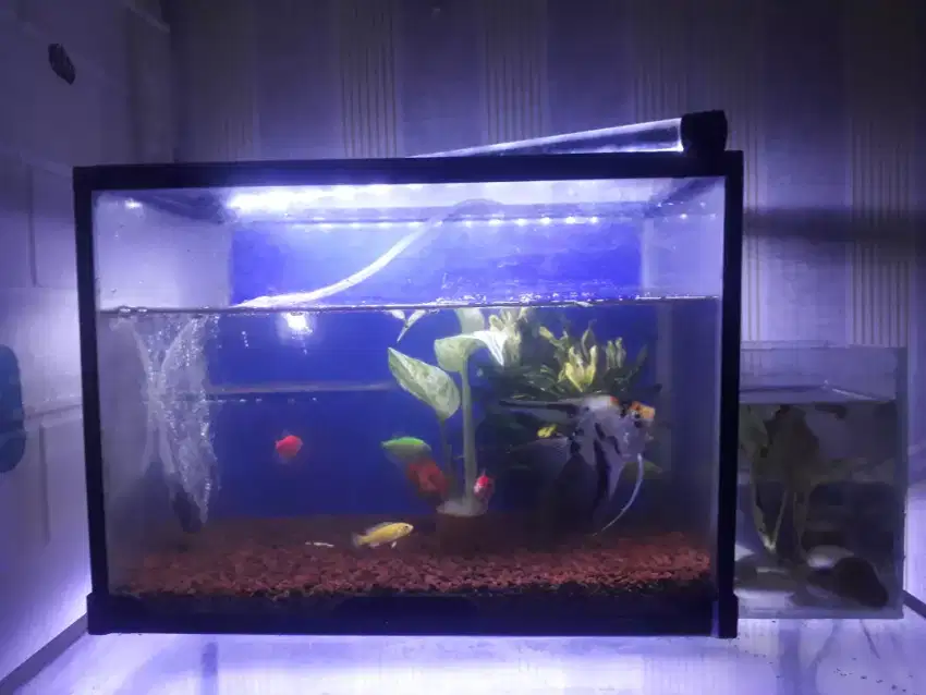 Aquarium Akrilik Plus lampu Led panjang