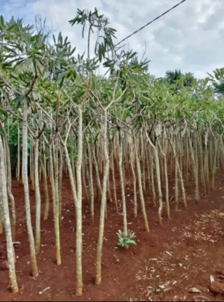 Tabebuya bunga kuning