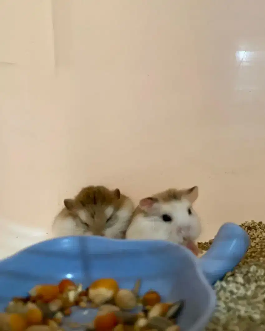 Hamster Roborovski