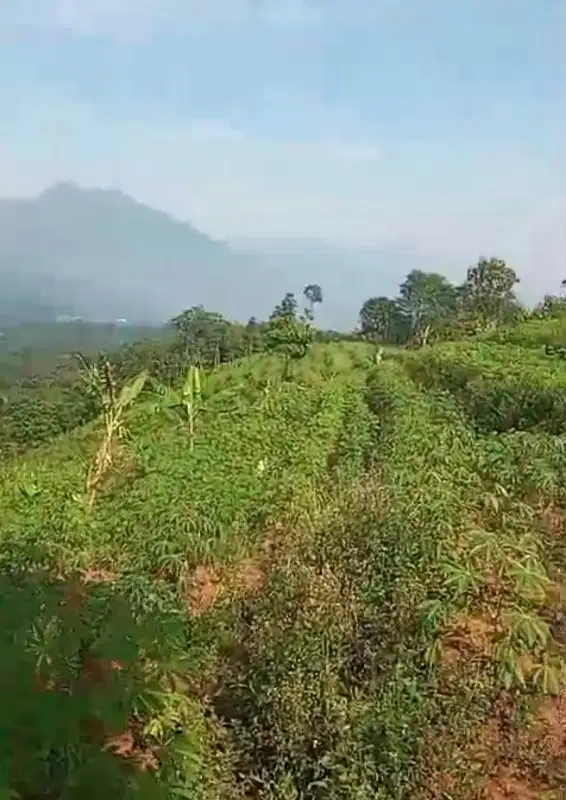 Tanah kebun murah cikaramas lt 5 ha, satu pemilik