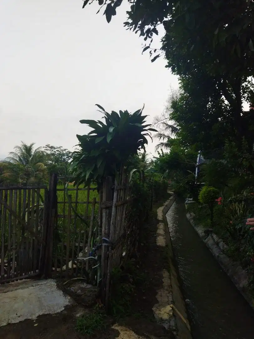 Dijual tanah sawah 5500 m2 di sukabumi (NEGO)