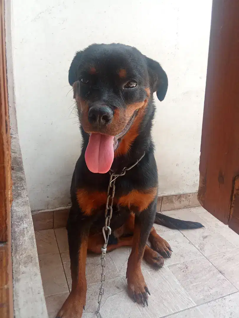 ROTTWEILER JANTAN