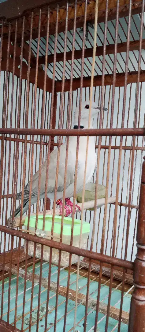 Burung puter pelung