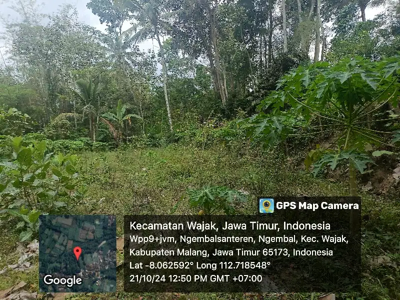 Kebun Jeruk Pepaya Ngembal Wajak Malang