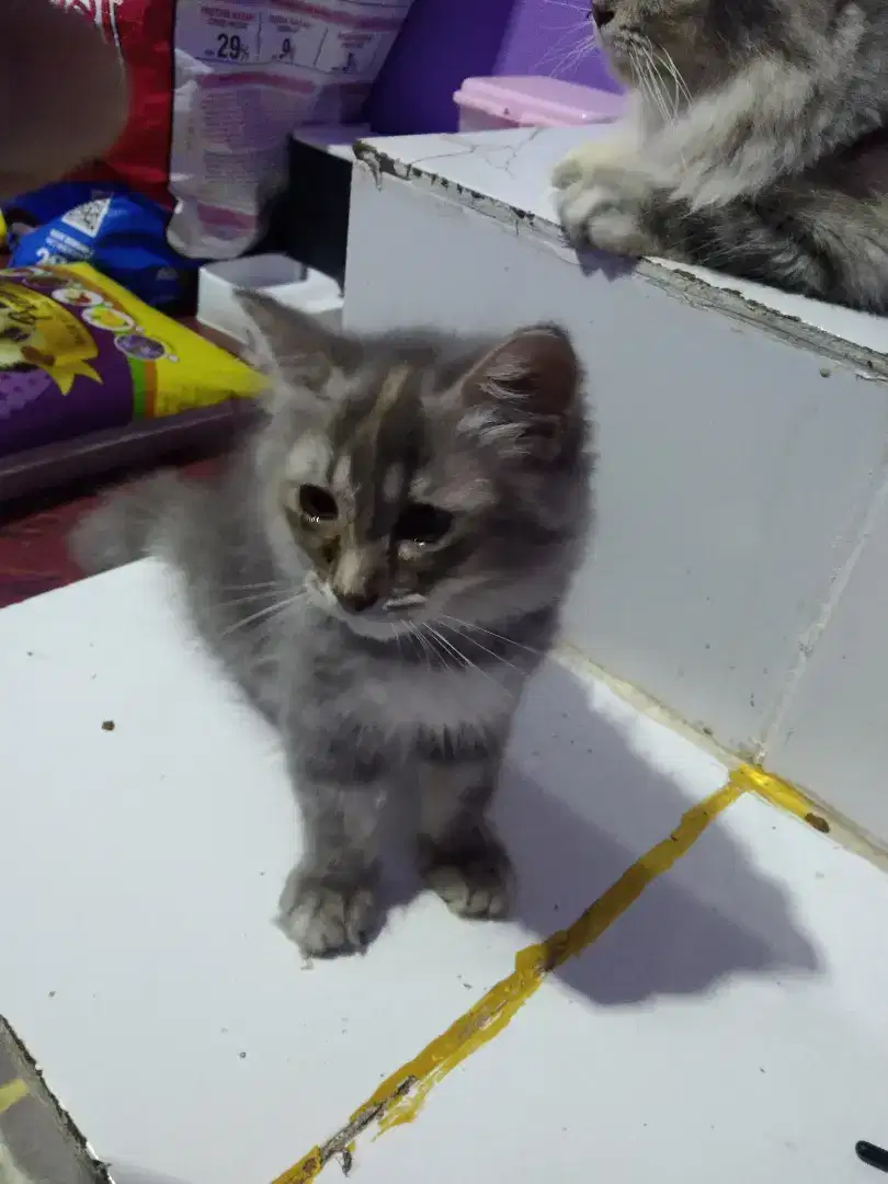 Kucing persia betina 2 bulan