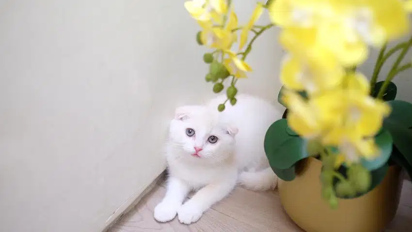 Kucing scottish fold