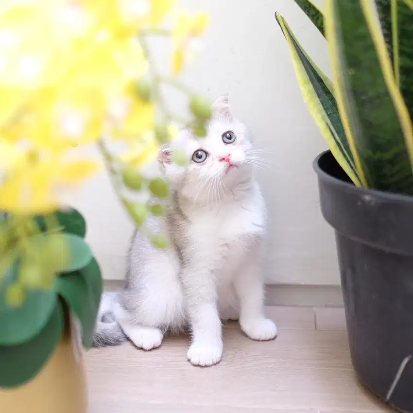 Scottish fold cat