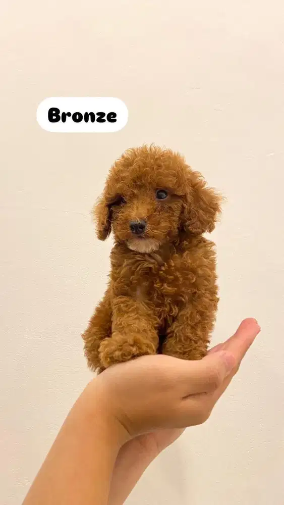 Red Toy Poodle Jual Hewan Peliharaan Terlengkap di Indonesia OLX .id