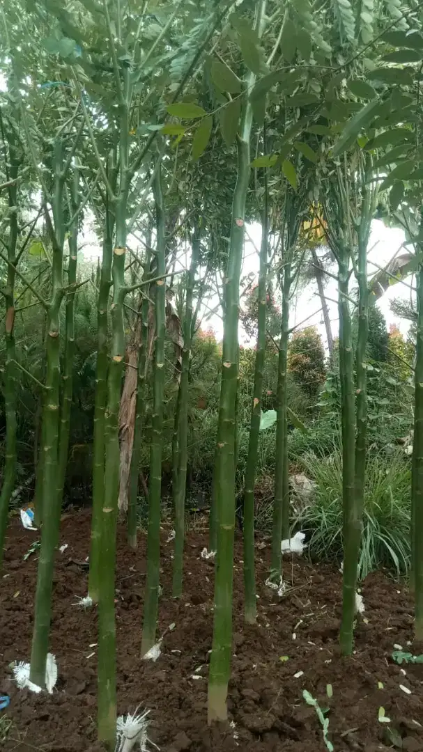 Pohon solobium tinggi 2,5 meter