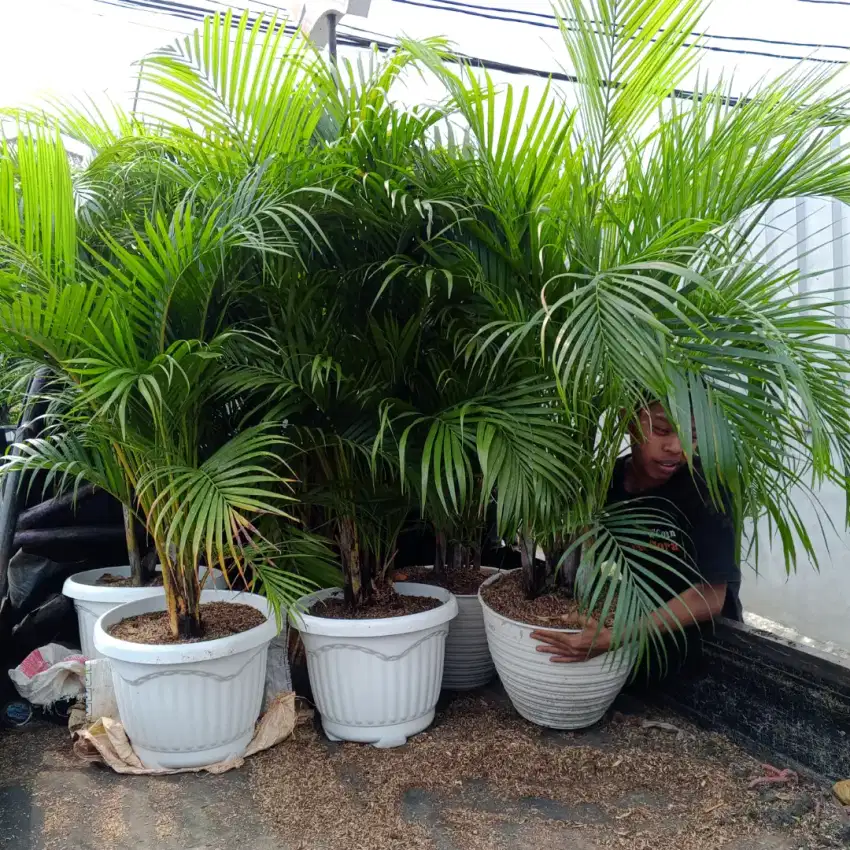 Pohon palm kuning tinggi 80cm