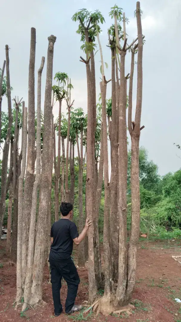 Pohon pule putih bruping tinggi 5 meter..