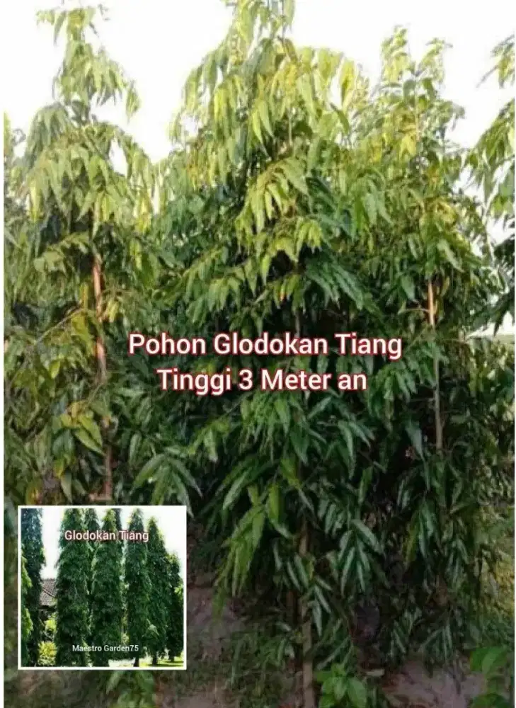 Glodokan Tiang Tinggi 3 Meter an