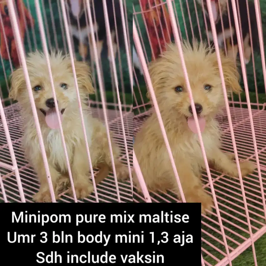 Minipom Shitzu maltise