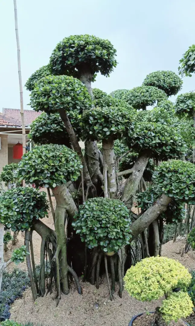 POHON BONSAI BERINGIN KOREA