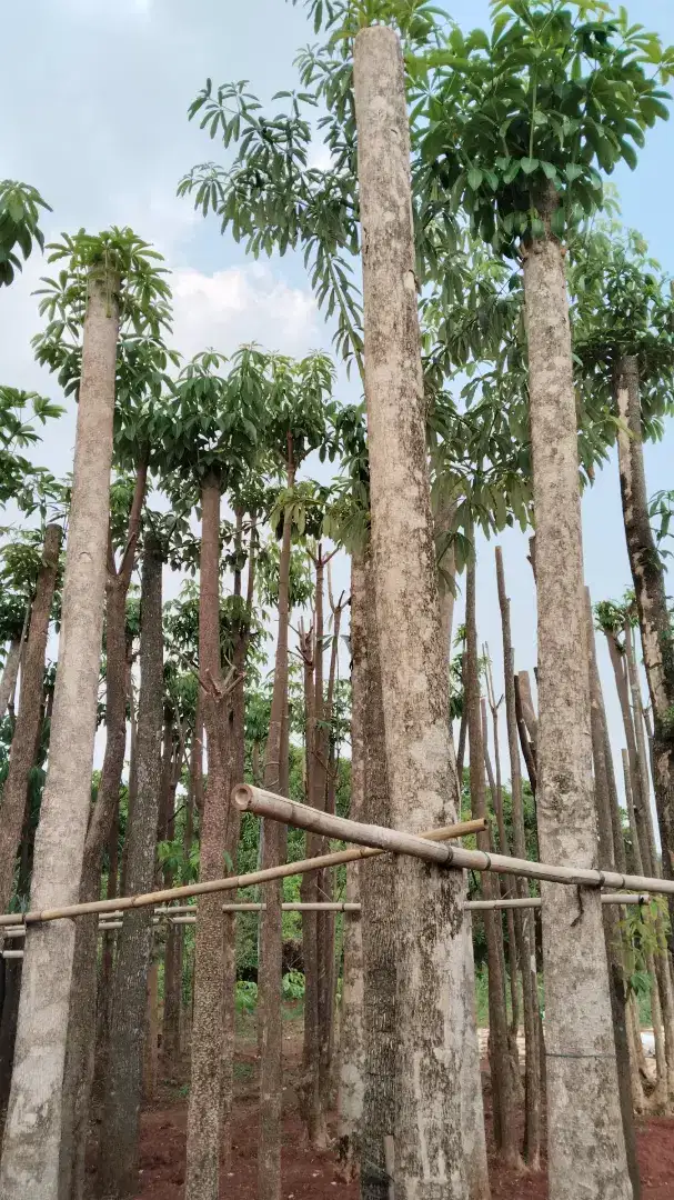 Pohon pule tunggal lingkar batang 90 cm