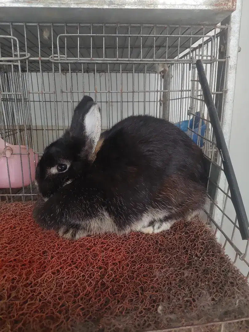 Kelinci ND [Netherland Dwarf]