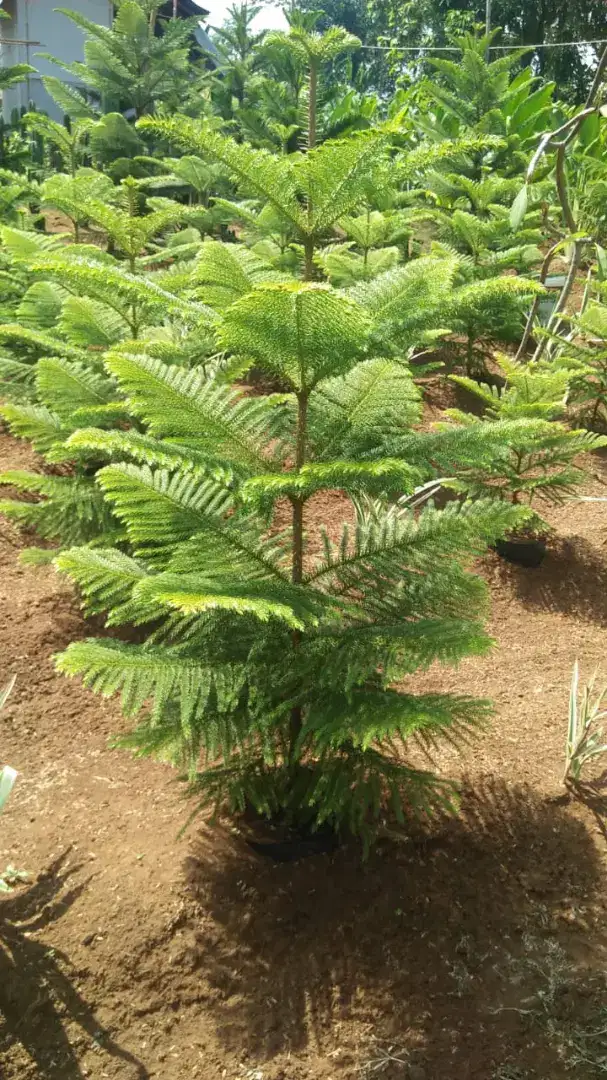 Pohon cemara norpok tinggi satu meter