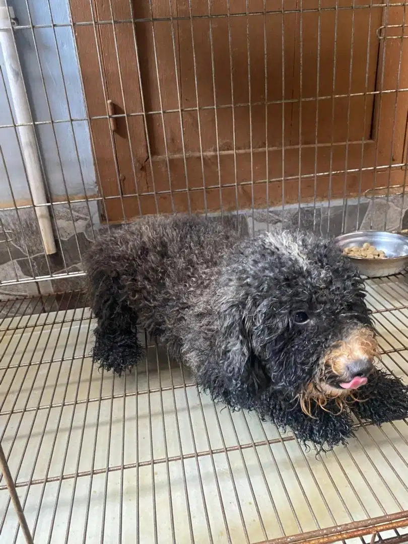 Anjing Poodle black silver betina dewasa